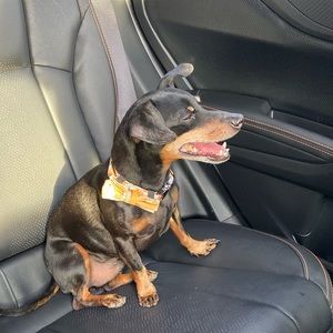 Meet your Posher, Sparky